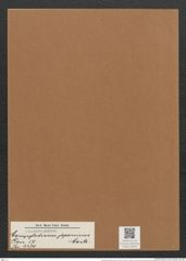 Campylodiscus japonicus Castr. (de-Toni-Nr.: Genus 57, Species 2470) Zeichnungen Sammlung Grunow Mappe 02644 (Herbarium_W_Grunow_drawings_Folder_02644)